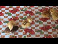 Broody Hen and baby Chicks: Chicken Hatching Eggs Naturally