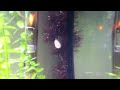 Moose Vlog: Aquarium p1