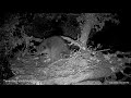 A great horned owl evicting a raccoon from the owl nest