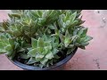 7 Haworthia #plants #haworthia