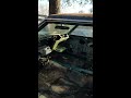 69 Impala restore by Ralph