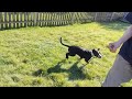 Hound Mix Puppy for Adoption