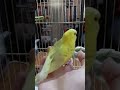 Special needs budgie getting around and enjoying scratches