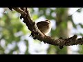 Соловей | Голоса птиц | Звуки природы | Весенний лес