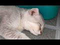 You Laugh You Lose😹Funniest Dogs and Cats 2024😻🐶