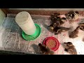 Ducklings Hotentot teal, Whistling ducks, Pintail and Mandarins