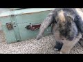 BUNNY PROOFING THE WHOLE ENTIRE HOUSE | Baby Bunny