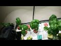 First edited video My hydroponic, aquaponic, bioponic experiment