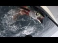 GoPro underwater Albacore fishing