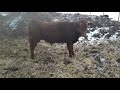 Red Welsh cross bull