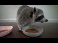 Do Raccoons Want To Be Vegan? (Taste Testing Beyond Burger, Babybel, & Velveeta!)