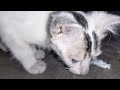 Baby cat playing video 🐱🐱🐱🐱||Cute cat 🐈🐈#catlover #catplaying #cat