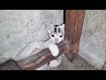 Kitten Meow Meow 🐈🐈🐈🐈||Baby Cat playing Video 😺😺😺😺||kittycat🐱🐱 ||kitten 🐾🐾🐾🐾