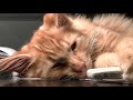 20 Minutes of Cute Cat Purring - [Intense Relaxation for Insomnia, Stress and Meditation]