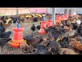 500 Desi Poultry Farming by Sudarshan