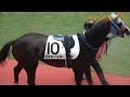 【現地撮影】2024年6月29日福島競馬6Rダテヒリュウ パドックで馬っ気を出す！