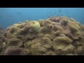 Diving Samui, Sail Rock, South West & Chumporn Pinnacle, (Diving Samui)