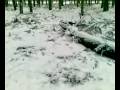 Ted the young border collie playing in the snow in the woods