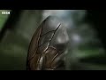 Ferocious Hornet Moments | Top 5 | BBC Earth