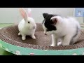 When A Kitten Meets A Bunny For The First Time