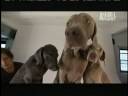 Dogs 101 - Weimaraners