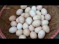 Building Nest For Hens To Lay Egg - Harvest Chicken Eggs In Hole Goes To Market Sell