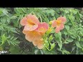 [Vlog] 엄마의 8월 정원과 시골텃밭, 여름정원, 여름꽃 | 몇 세대인지 모르겠는 MZ냥이들🐱