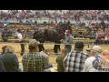 Waverly (Iowa) Draft Horse Sale