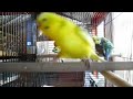 1 Hour of Budgie Best Friends Talking, Playing and Singing - Mango and Chutney