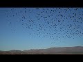 Preview - Drone Footage Cochise County Arizona Flood Mitigation Grazing Project