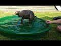 Golden eagle bath time