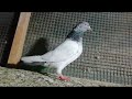 #pigeonlover #saharanpuri_pigeons #kabuterbazi #rampuripigeon