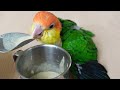 Feeding Baby Caique parrot | Hand Feeding Formula | JC038