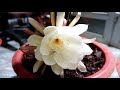 Beautiful Epiphyllum flowers bloom at night, How to Grow and Care for Epiphyllum