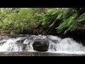 4K Picturesque Rushing Waterfall Amongst Ferns for Relaxation and Meditation
