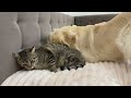 What Does a Golden Retriever do When He Finds Sleeping Cat