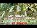 Suara Pikat Burung Trucukan Gacor ll Pikat Trucukan Ampuh