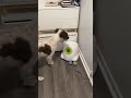Angry Dog Doesn't Understand Ball Machine || Newsflare
