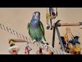 Priscilla the Blue Headed Pionus loves to fly now but her favourite is climbing