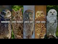 5 Fascinating Owls of North America