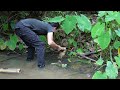 How to catch eels with a bamboo tube, Vang Hoa