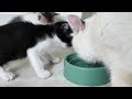 Mother Cat Teaches Her Kitten How to Drink Water Properly.So cute...