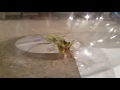 Praying mantis eats cricket alive