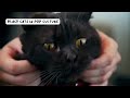 10 Interesting Facts About Black Cats