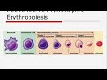 Formation of blood cells ( Hemopoiesis)