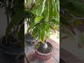 VIDEOÚTFINGER GỬI CÁC BẠN TRONG&NGOÀI THẾ GIỚI XEM LẠI VƯỜN BONSAI NHÀ ÚT MÙA  NẮNG NÓNG CÓ GÌ KHÁC