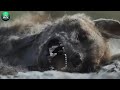 Lions vs Hyenas Use Prey Bitten By Black Mamba, What happens next?