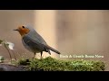 Natural Sonic「鳥たちの声とやさしいボサノヴァ」- 心が落ち着くBGM -