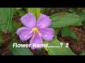 FLOWER SHOW | Flower Name