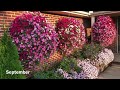 How to Grow Bigger Hanging Baskets